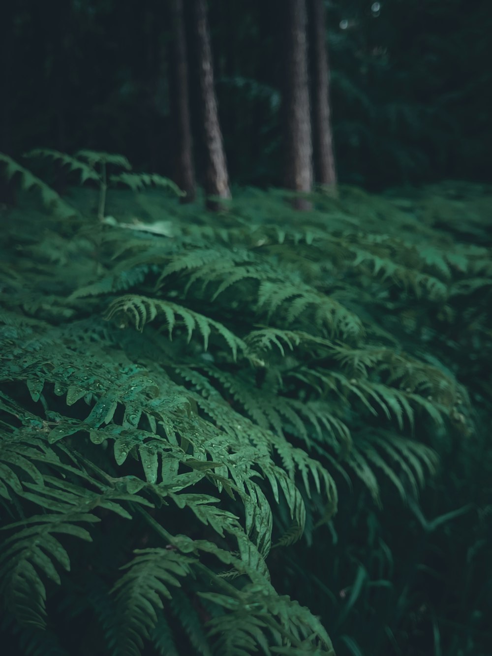 a lush green forest filled with lots of trees