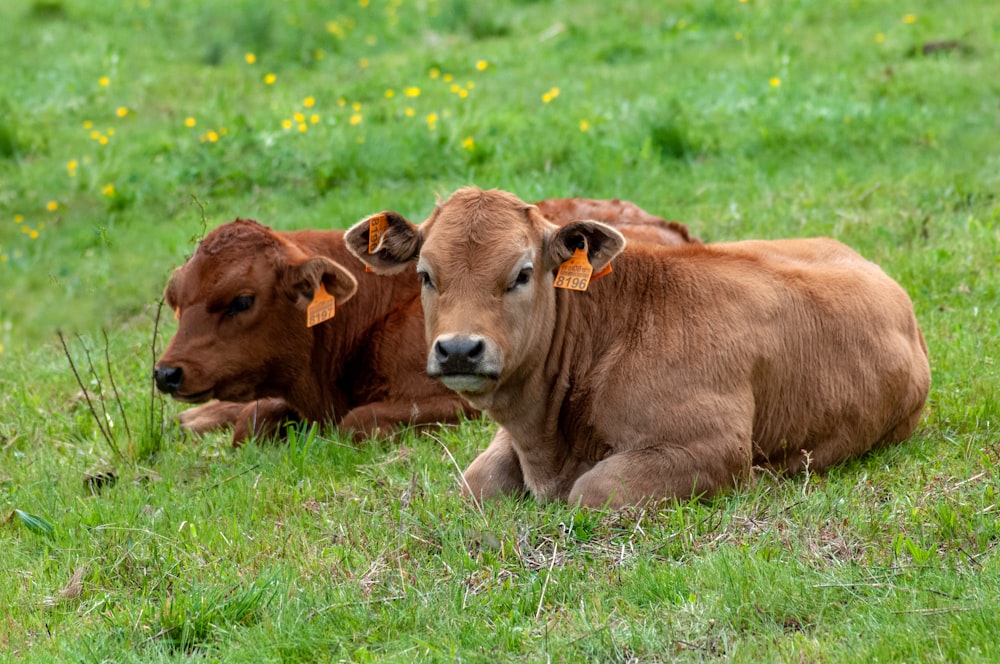 two brown cows laying down in a grassy field