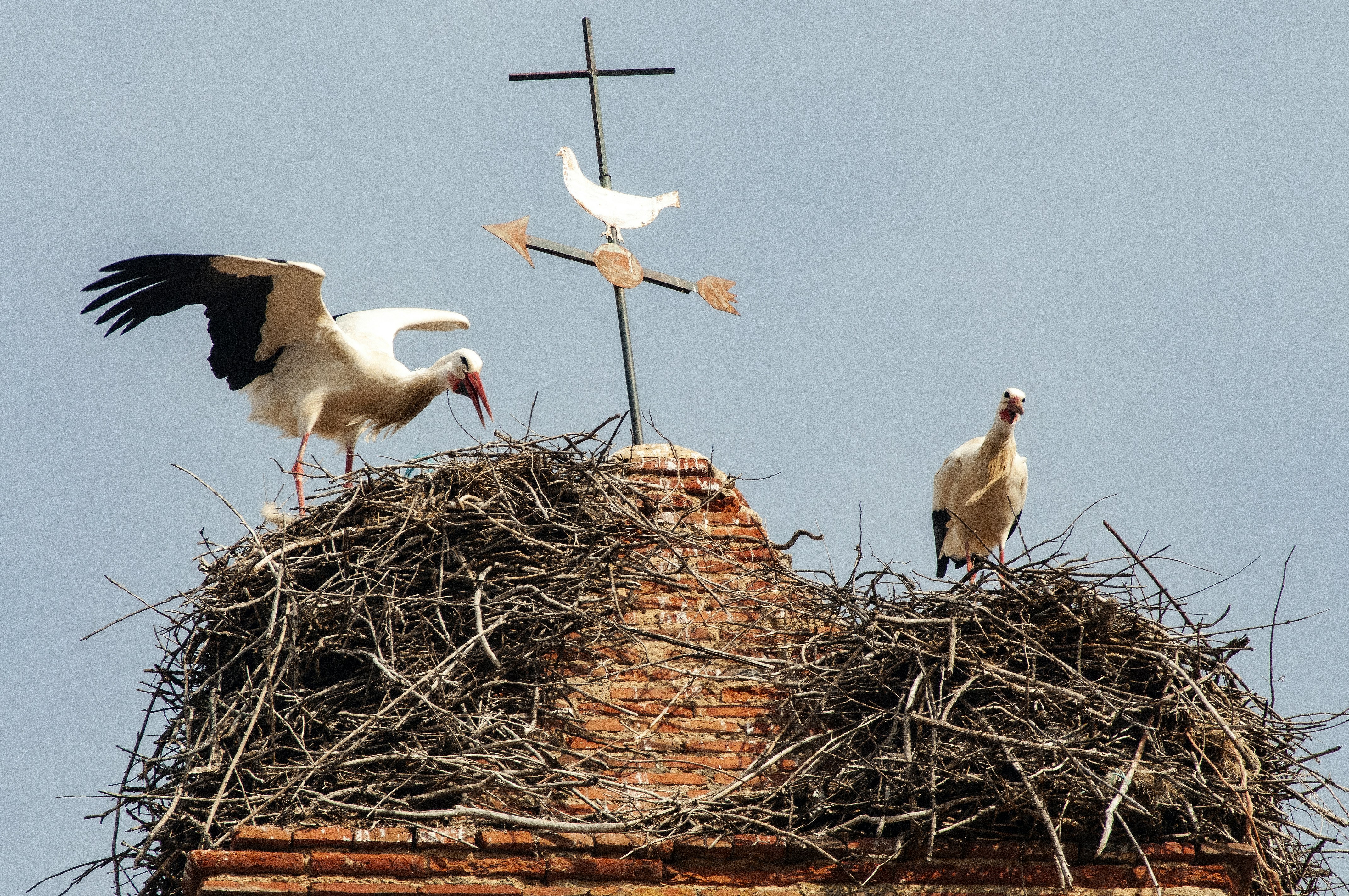 a couple of birds standing on top of a nest