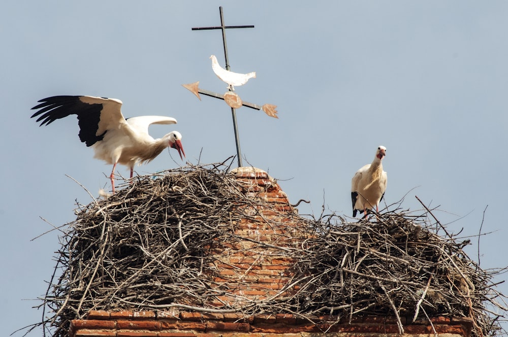 um par de pássaros em pé em cima de um ninho