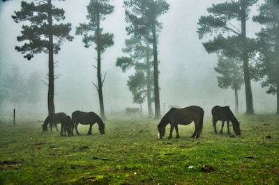 A serene view of horses grazing beneath tall pine trees in a lush forest setting.