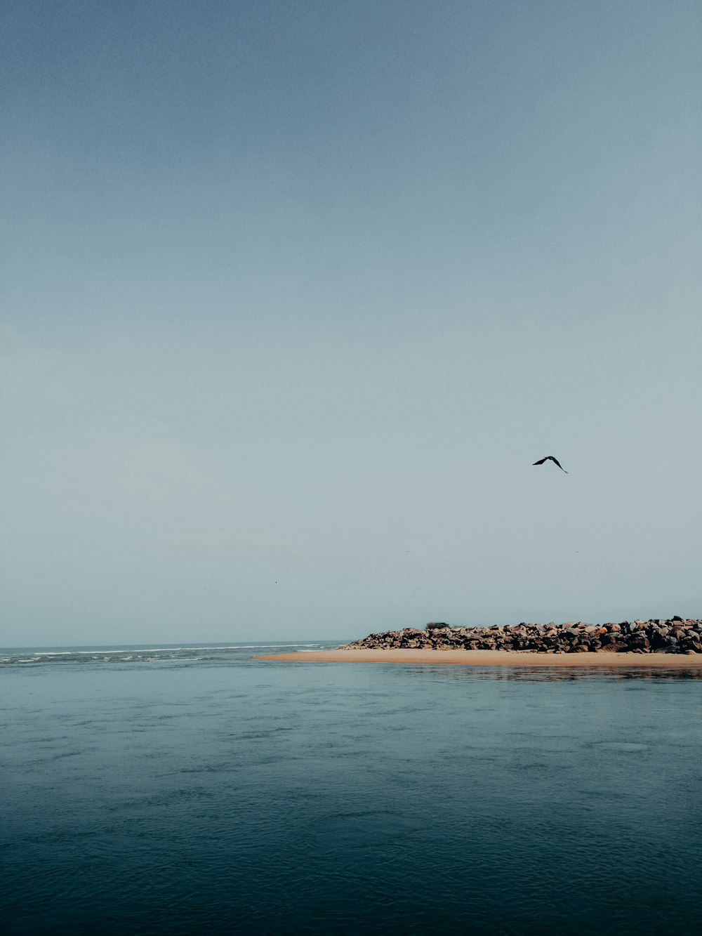 a bird flying over a body of water