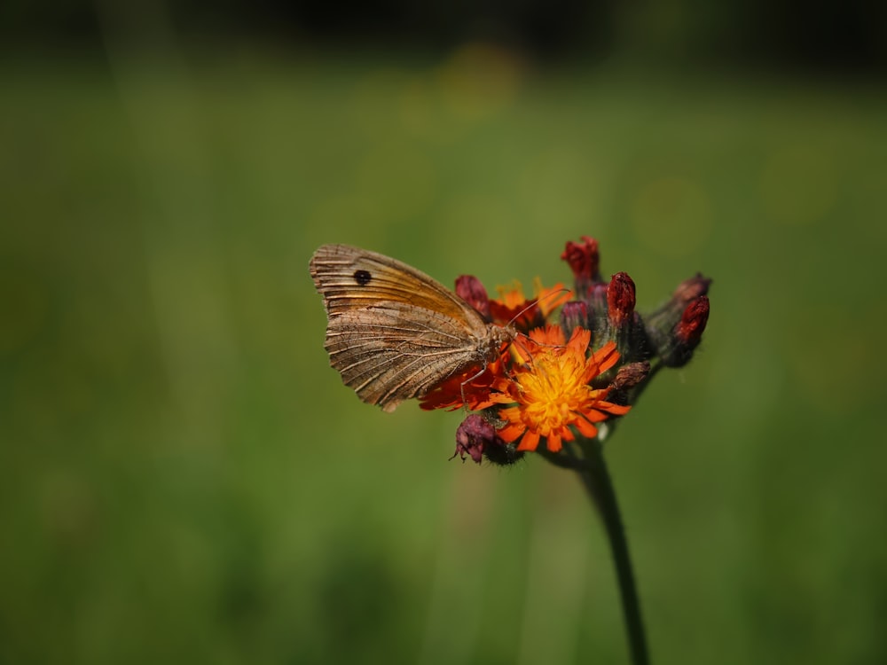 Una pequeña mariposa marrón sentada encima de una flor