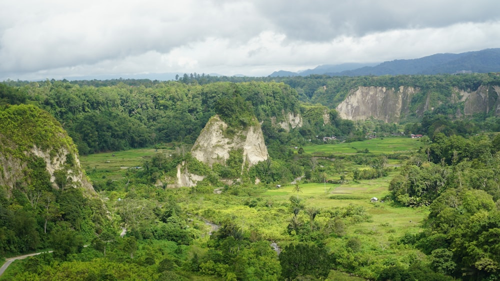 a lush green forest filled with lots of trees