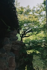 A serene garden scene of the beloved tree of life daycare with soft natural light highlighting greenery and play areas.