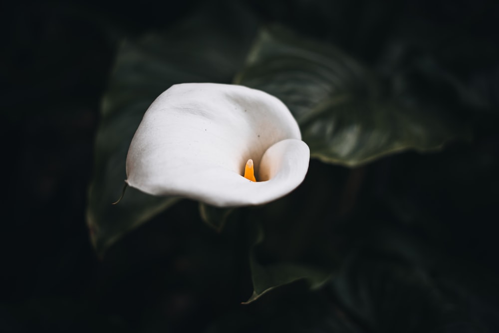 a close up of a white flower with a dark background