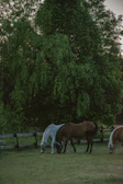 A close-up of curious horses grazing peacefully near the wooden fence