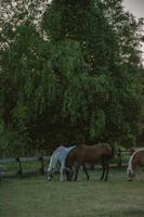 A peaceful outdoor farm scene with horses grazing near a white fence.
