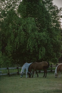 A peaceful countryside scene with horses grazing near a small barn.