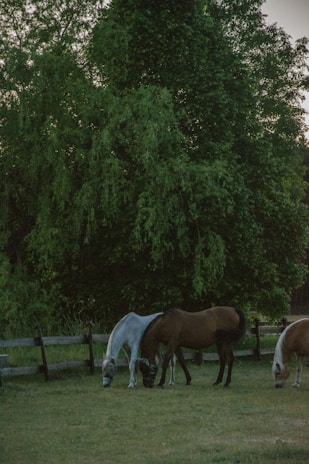 A peaceful countryside scene with horses grazing near a small barn.
