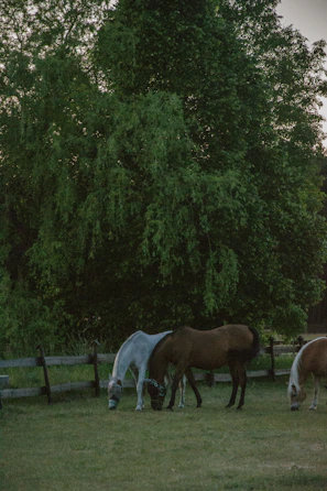 A peaceful outdoor farm scene with horses grazing near a white fence.