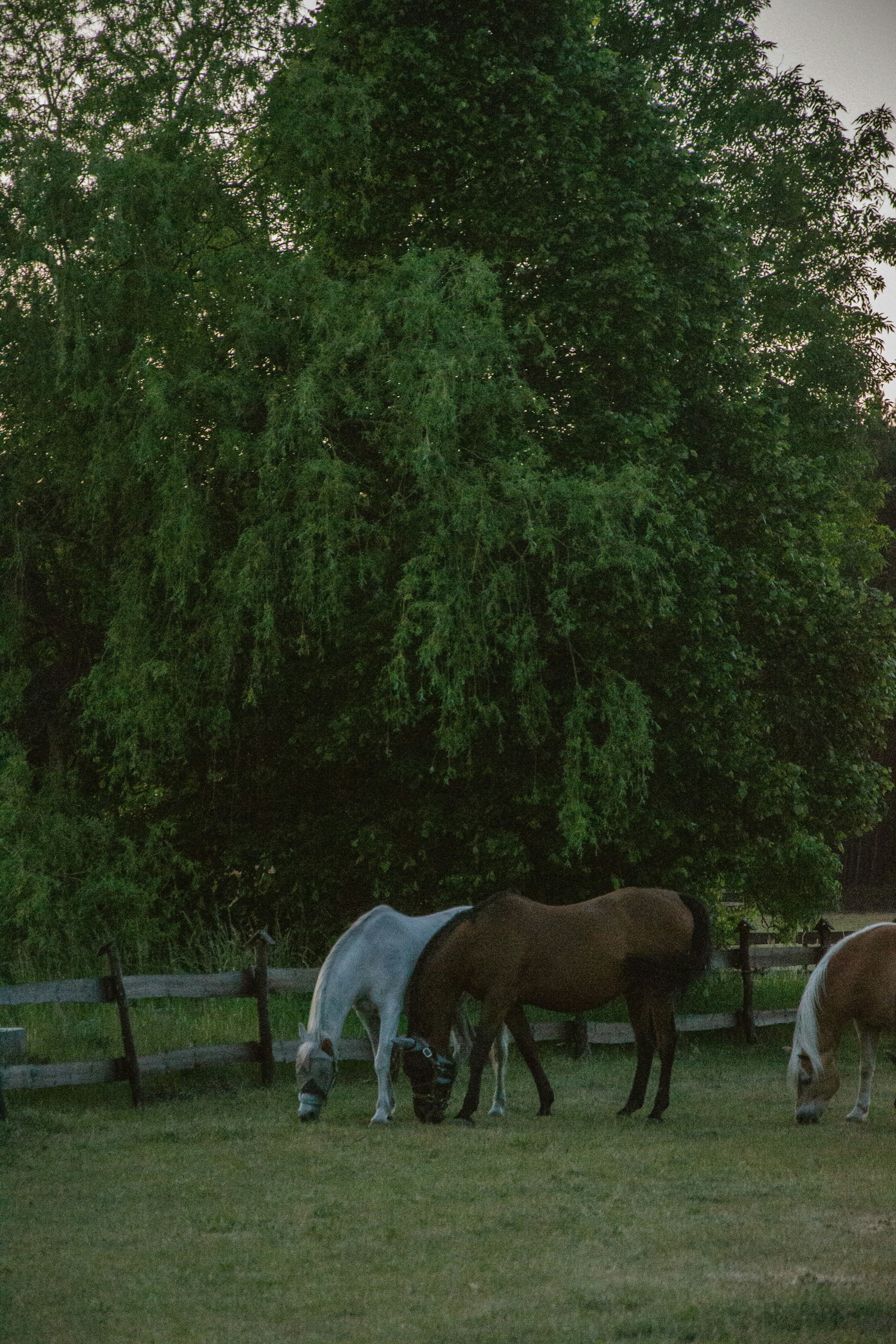 gray computer monitor