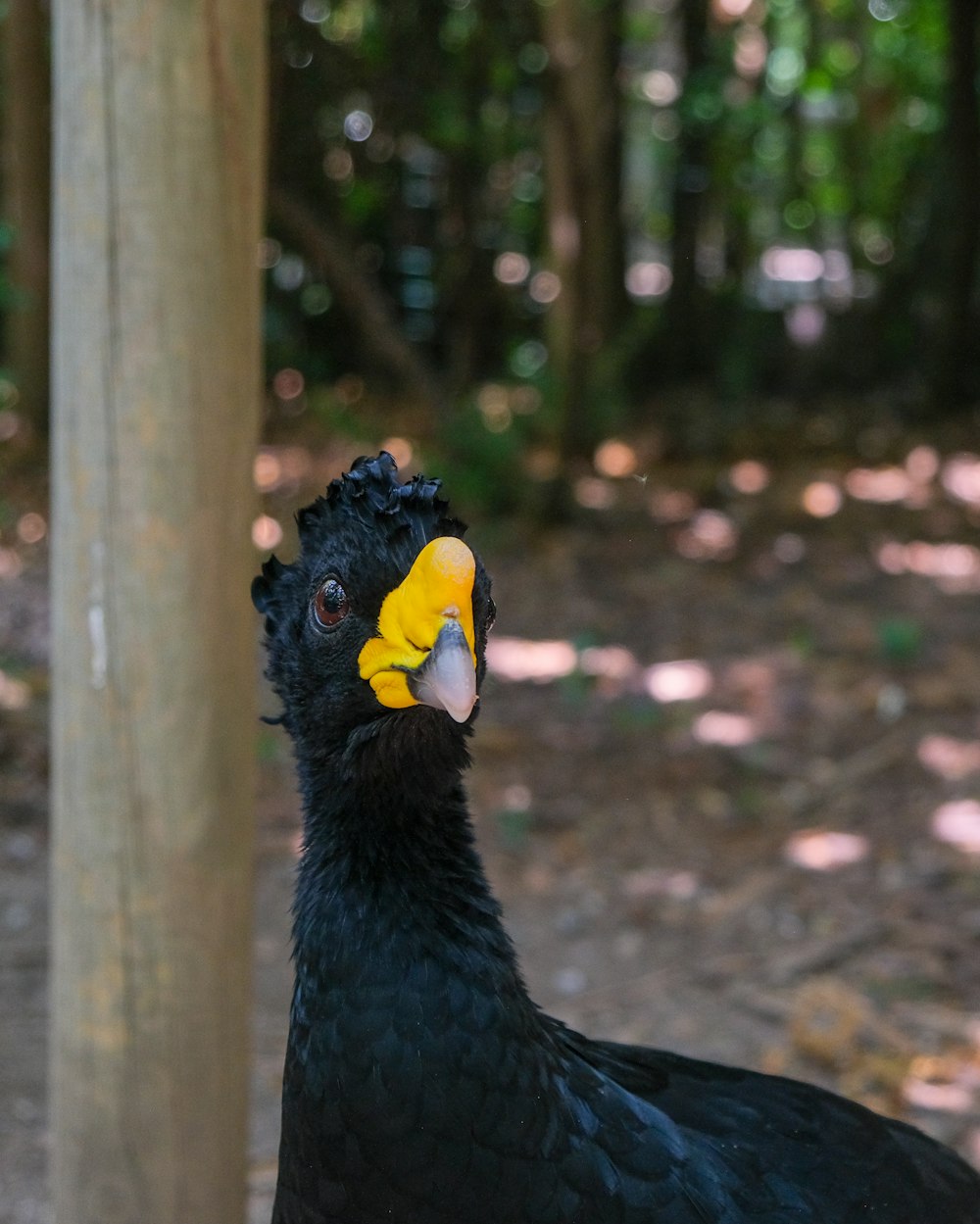 a large black bird with a yellow beak
