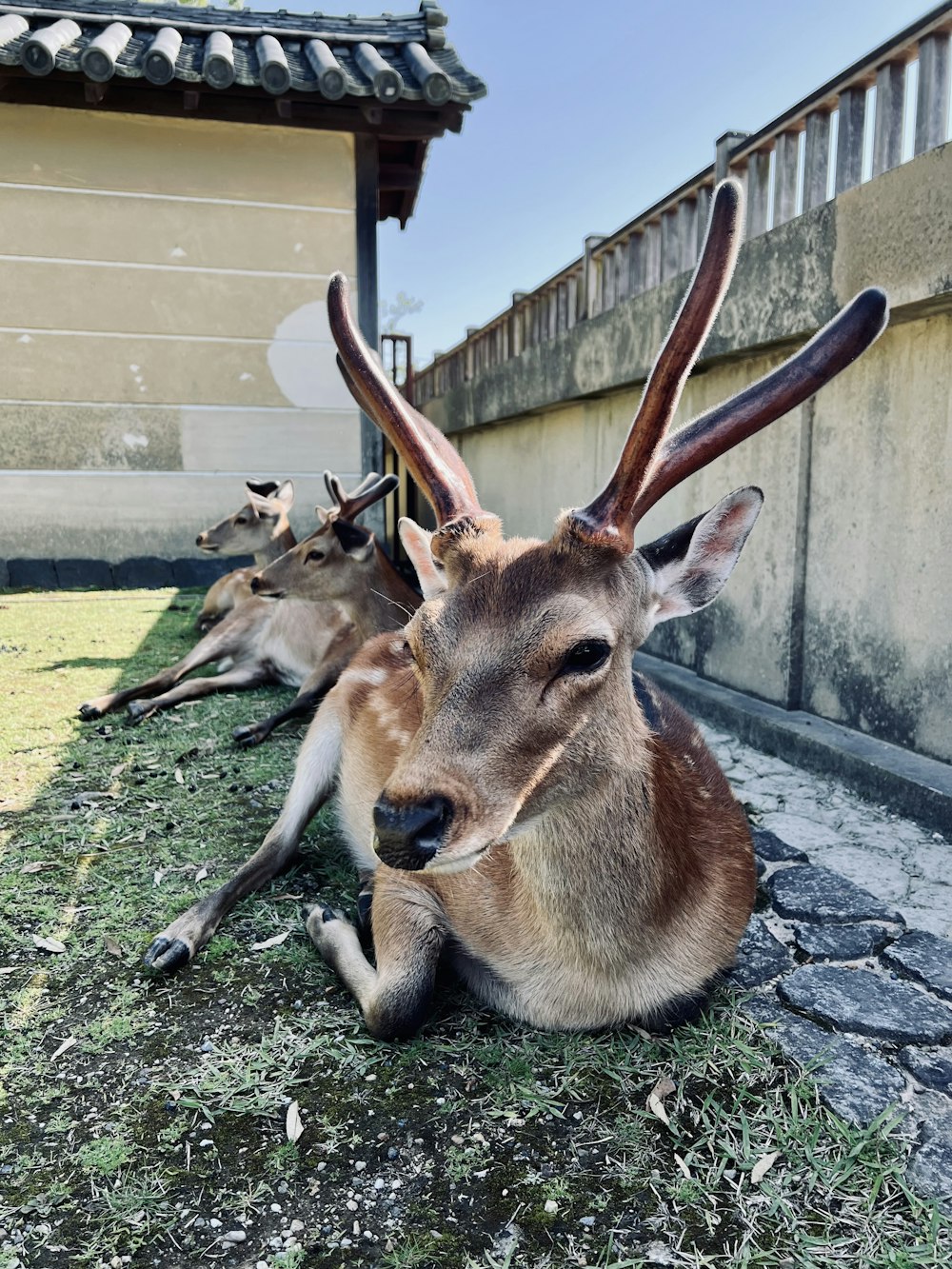 a couple of deer laying on top of a grass covered field