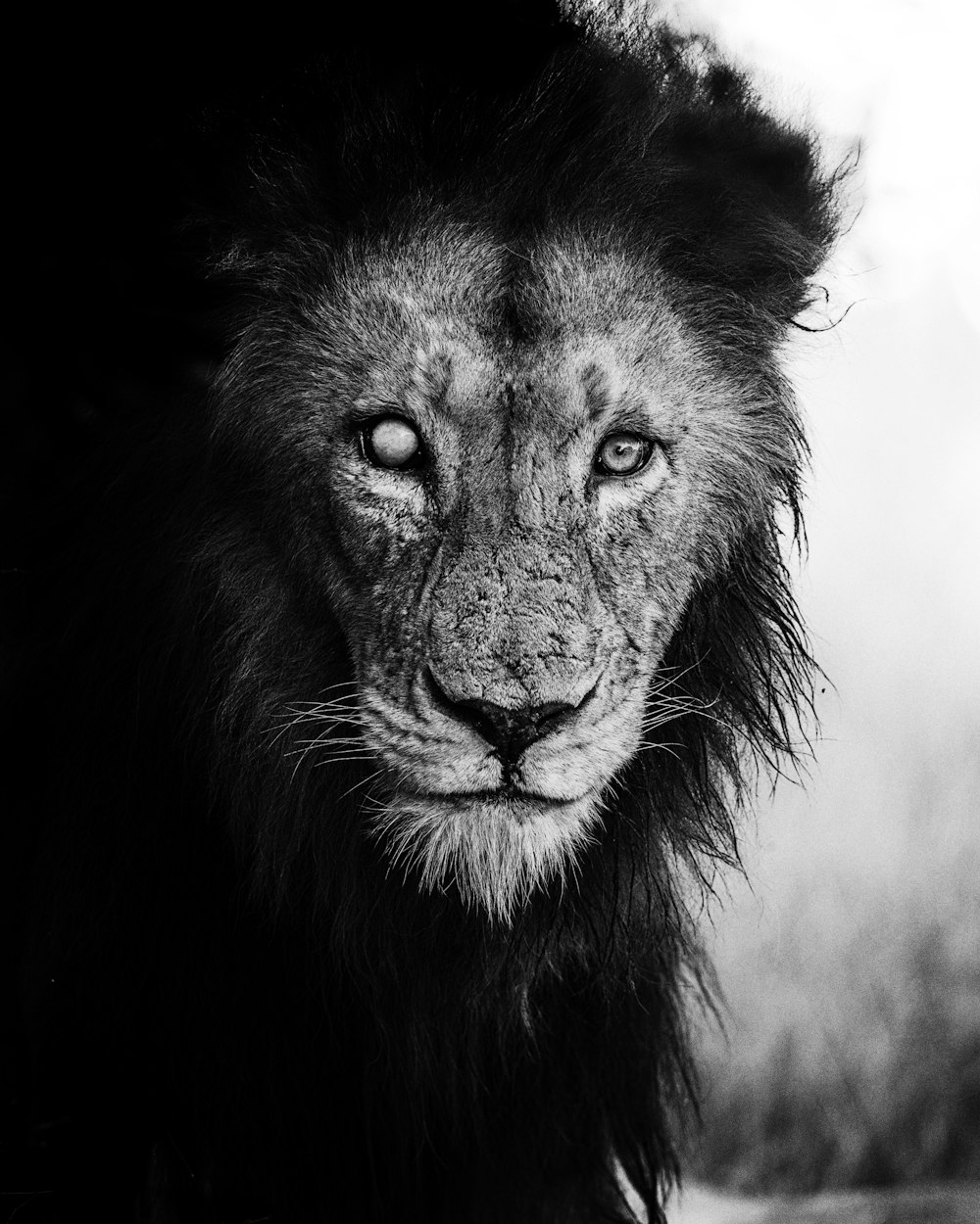 a black and white photo of a lion