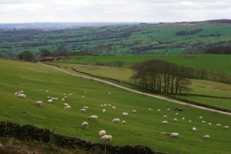 Rolling green hills dotted with numerous white sheep grazing, with a backdrop of expansive fields and distant farms. There are clusters of trees and gray clouds covering the sky, adding texture to the landscape. A winding road runs through the fields leading to a small red barn.