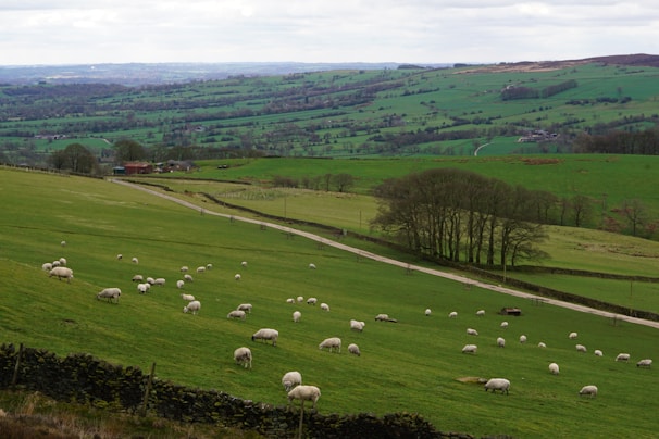 Rolling green hills dotted with numerous white sheep grazing, with a backdrop of expansive fields and distant farms. There are clusters of trees and gray clouds covering the sky, adding texture to the landscape. A winding road runs through the fields leading to a small red barn.