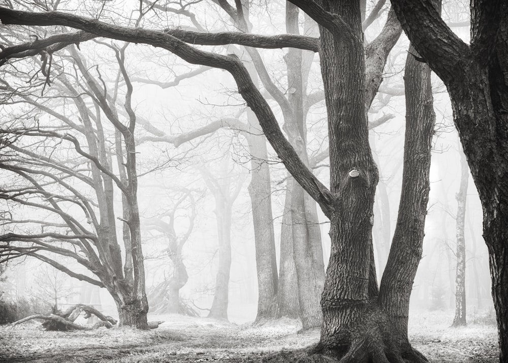 a black and white photo of a foggy forest