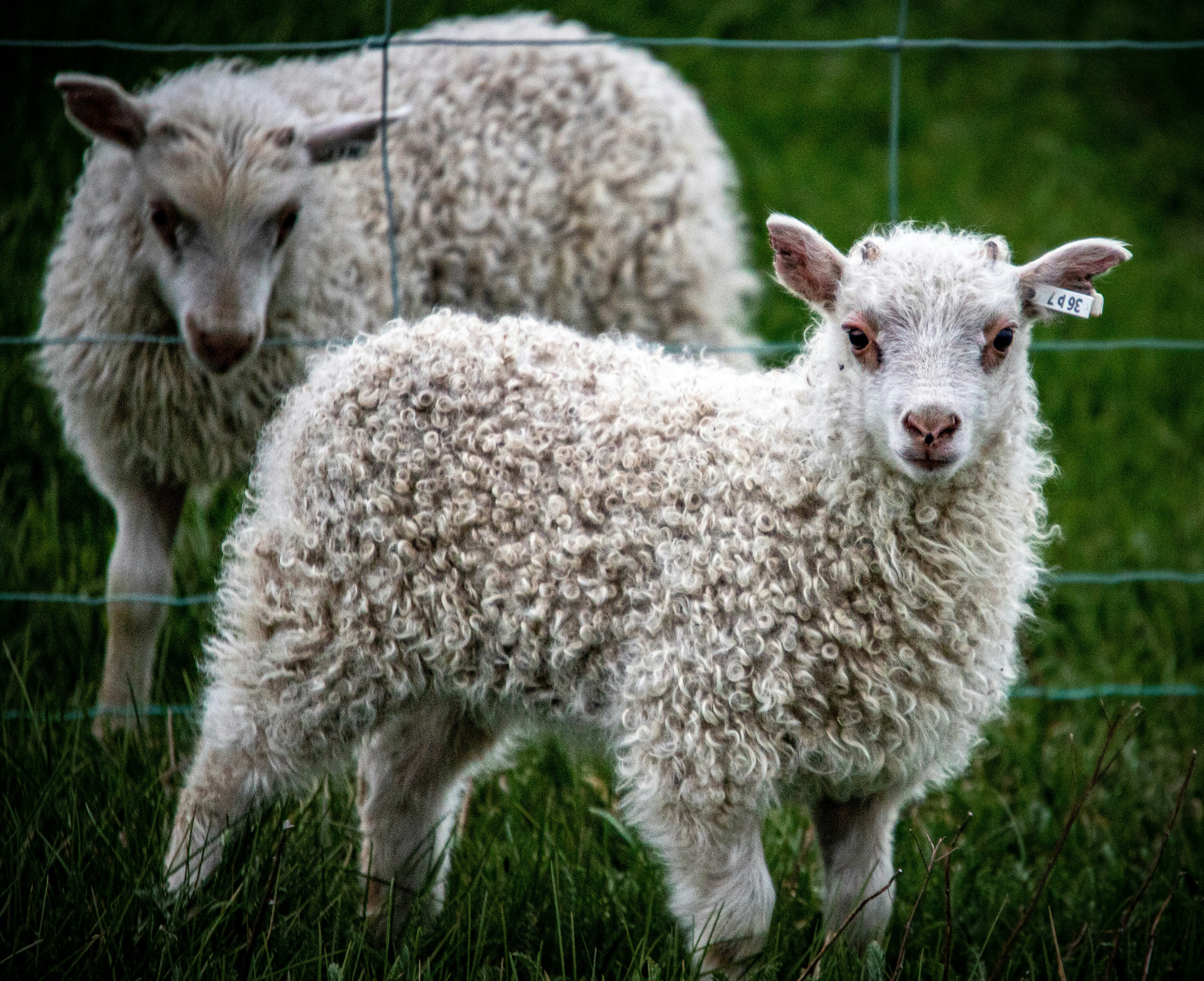 a couple of sheep standing on top of a lush green field