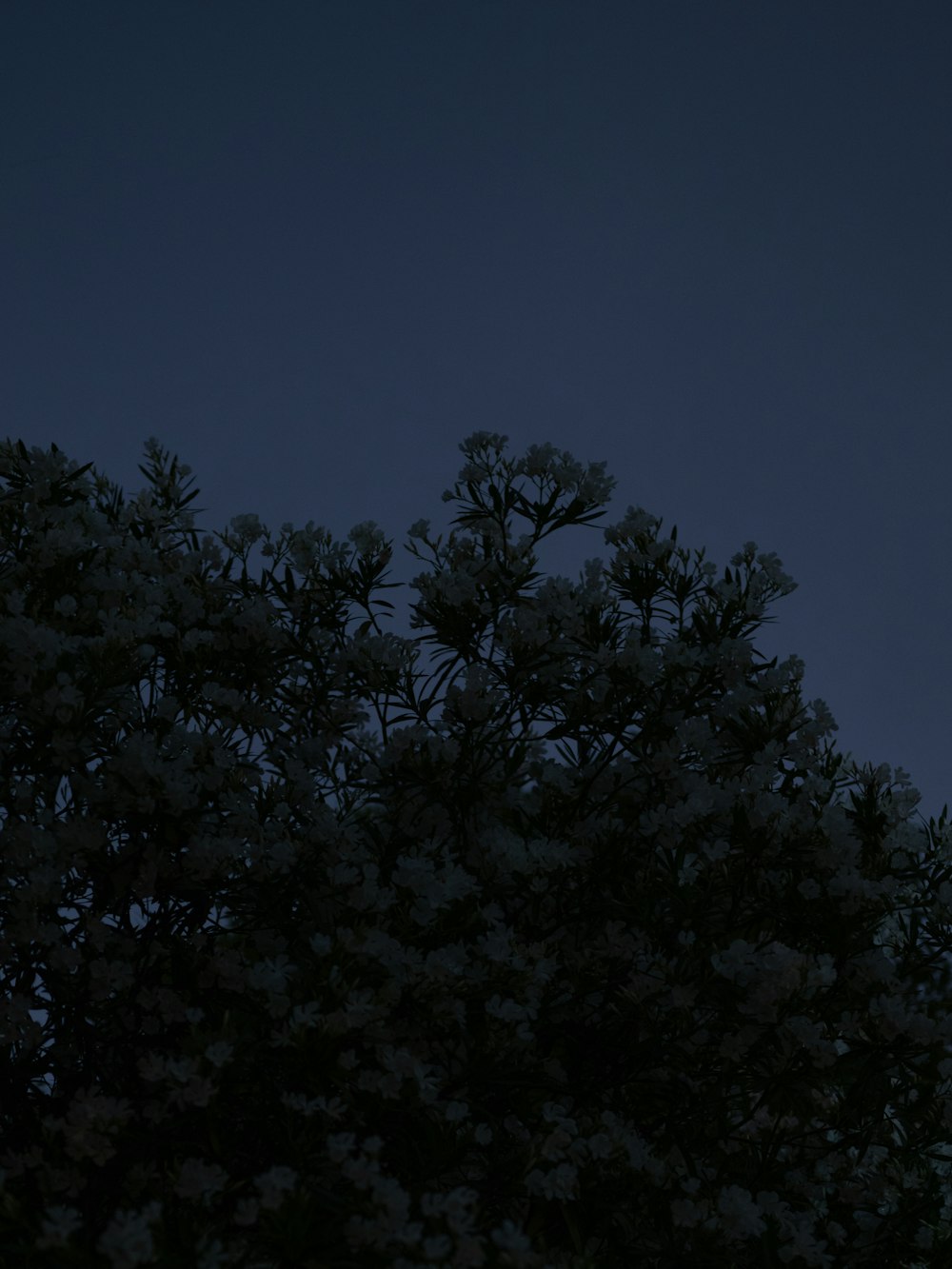 a full moon is seen behind a tree