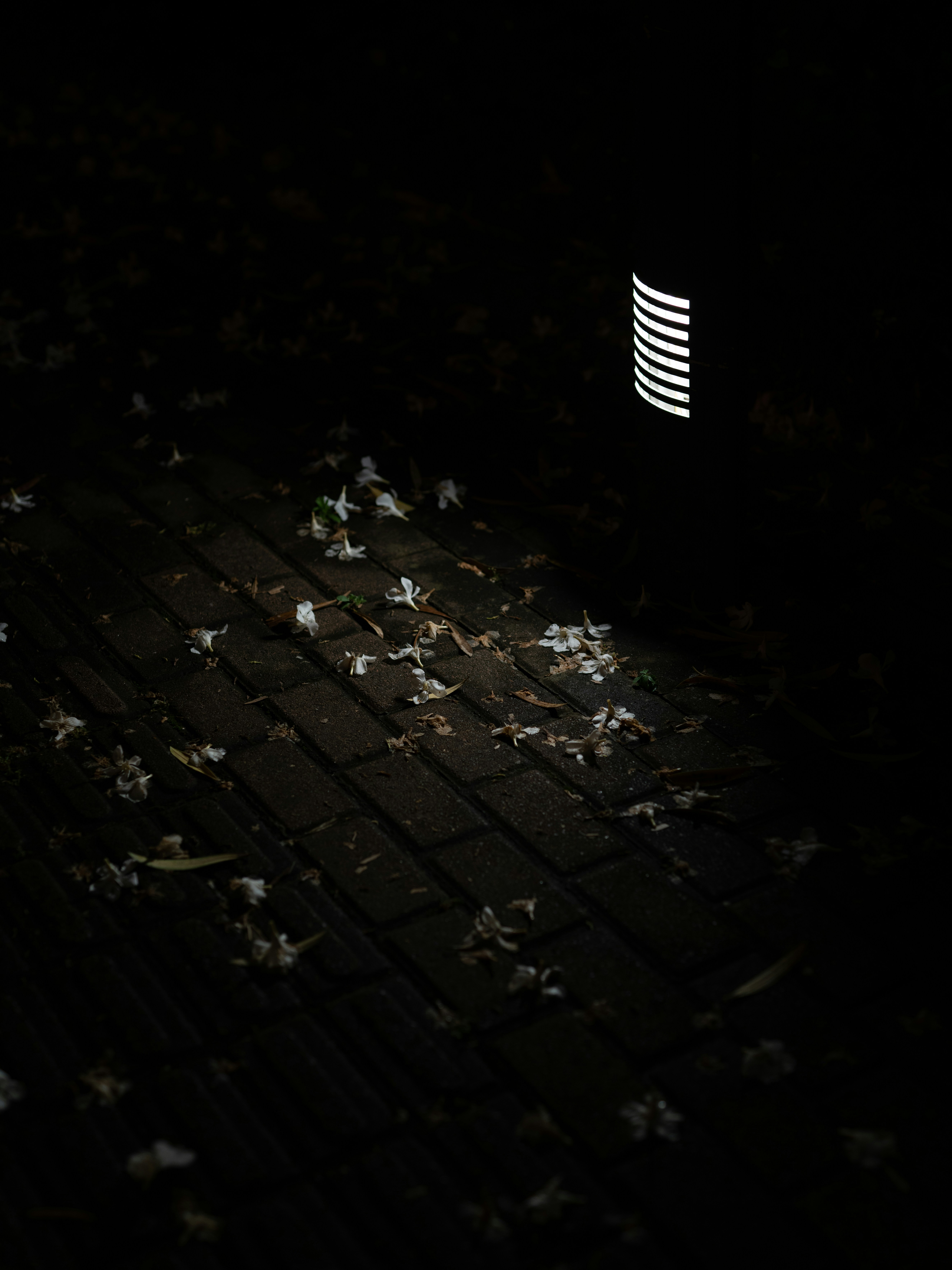 a dark photo of a street with leaves on the ground