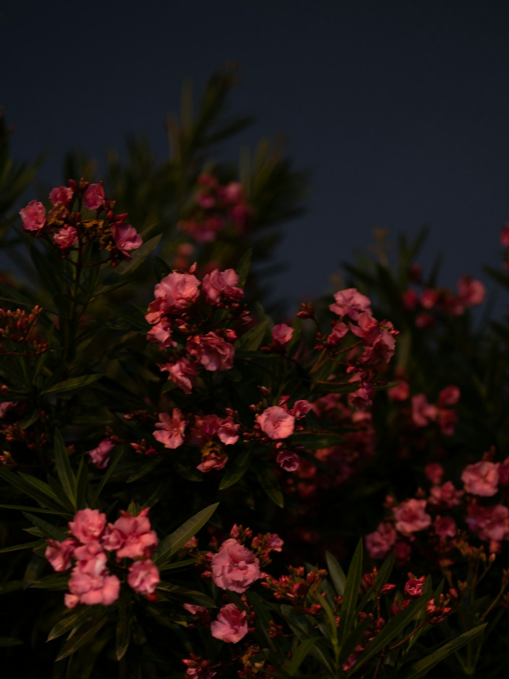 a bunch of pink flowers that are on a bush