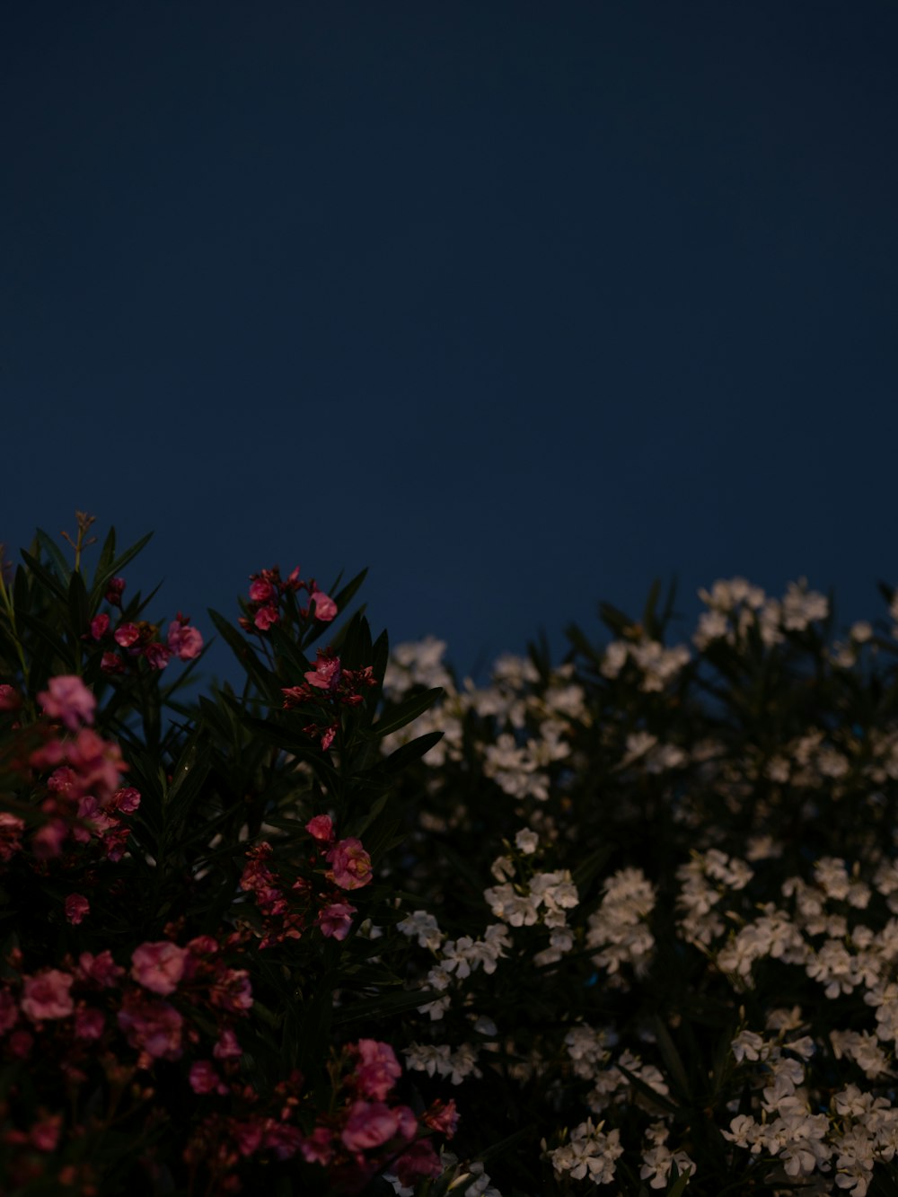 a full moon is seen in the sky above some flowers