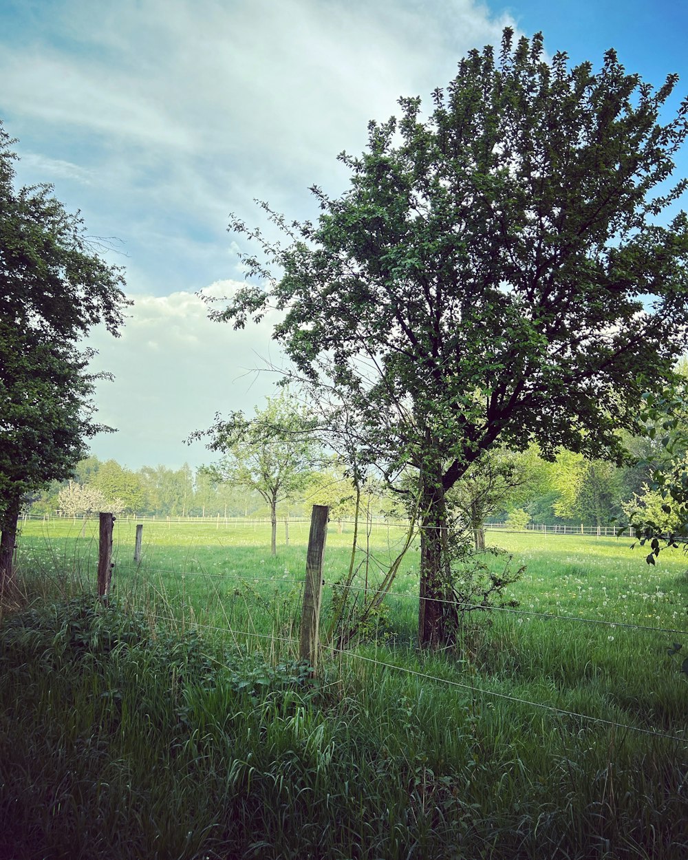 a field with a fence and a tree