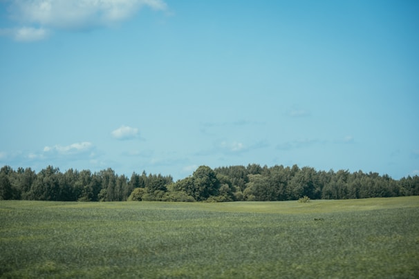 A wide shot of a lush green field stretching towards a clear blue sky.