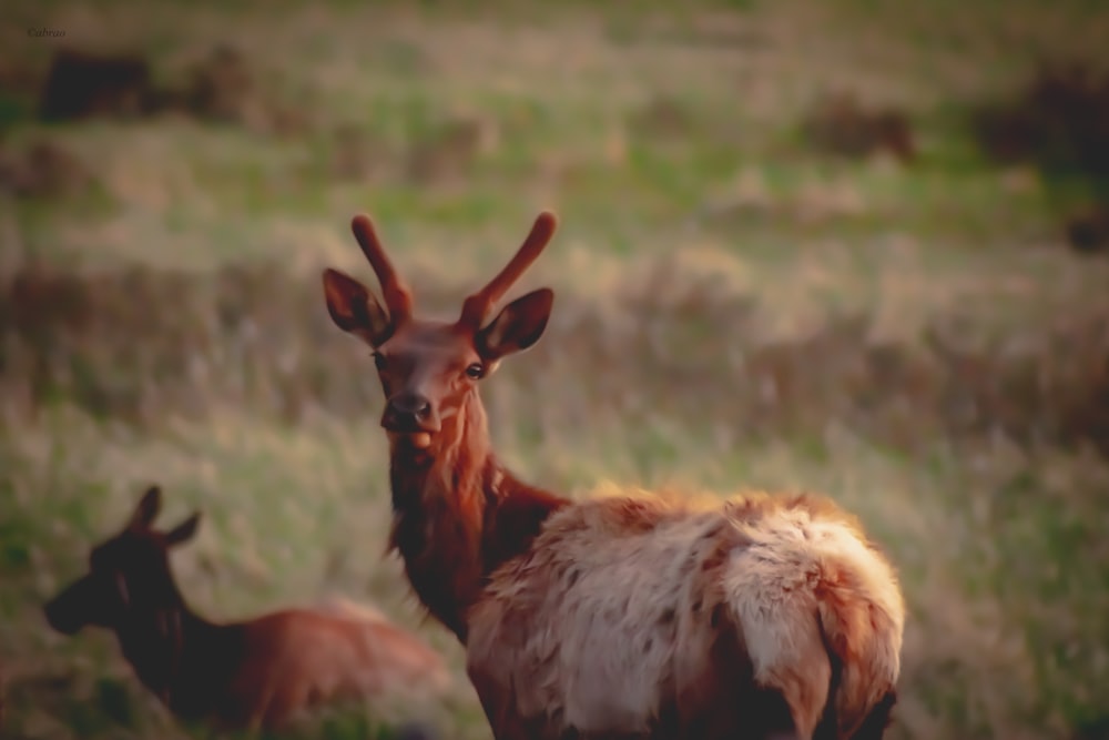 a couple of deer standing on top of a grass covered field