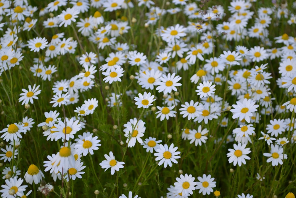 a field full of white and yellow flowers