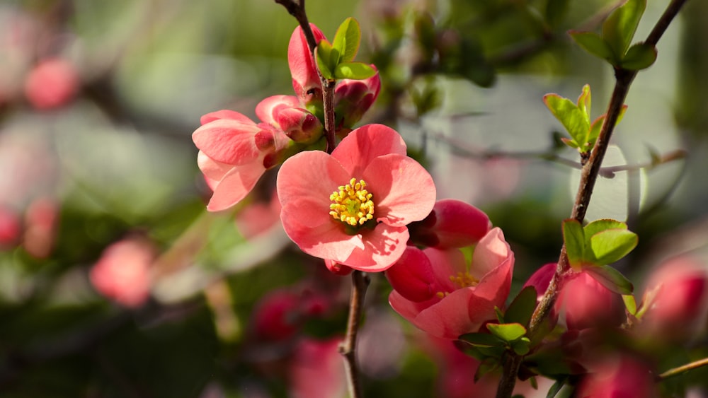 a close up of a pink flower on a tree