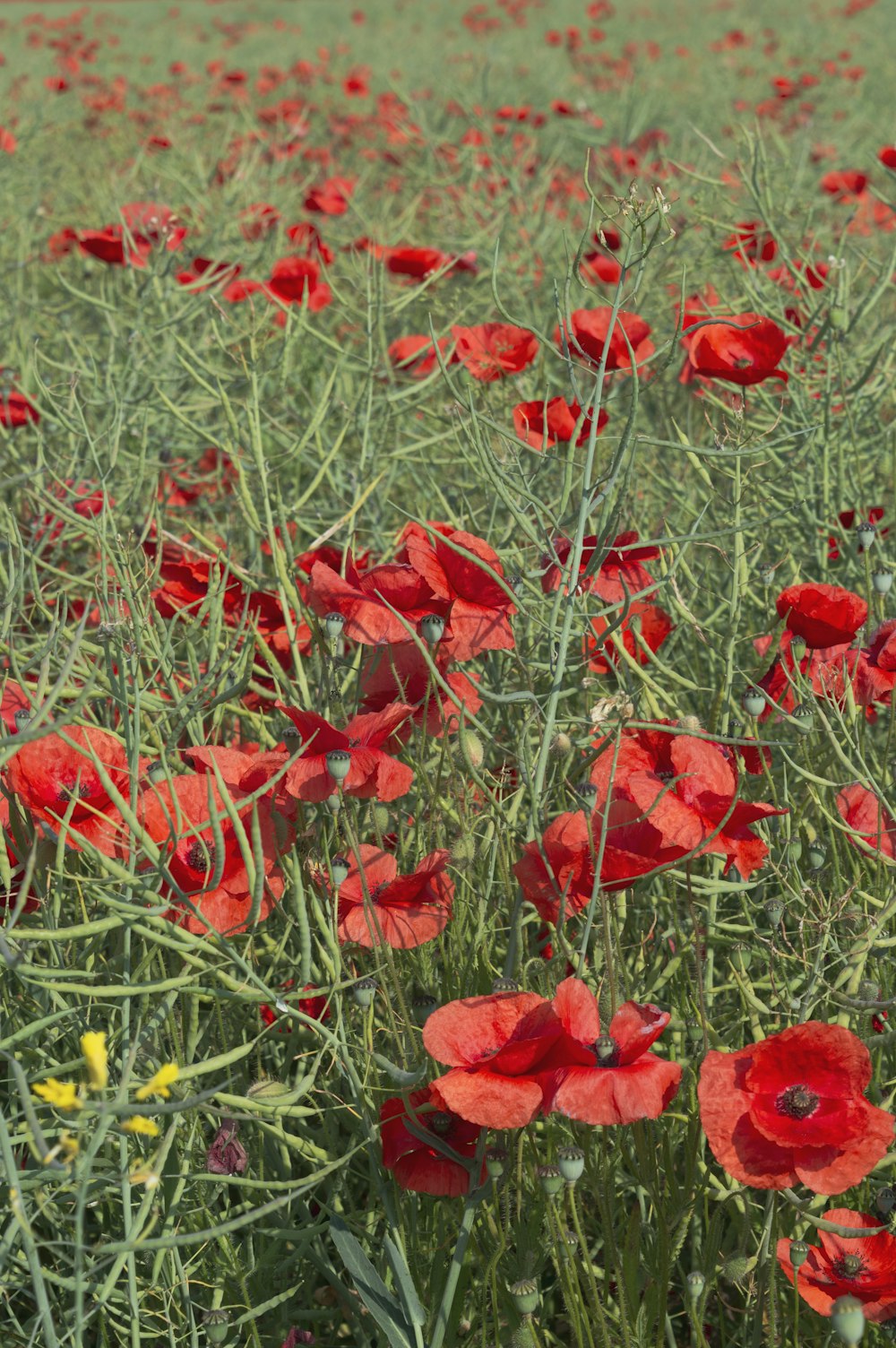 a field full of red flowers and green grass