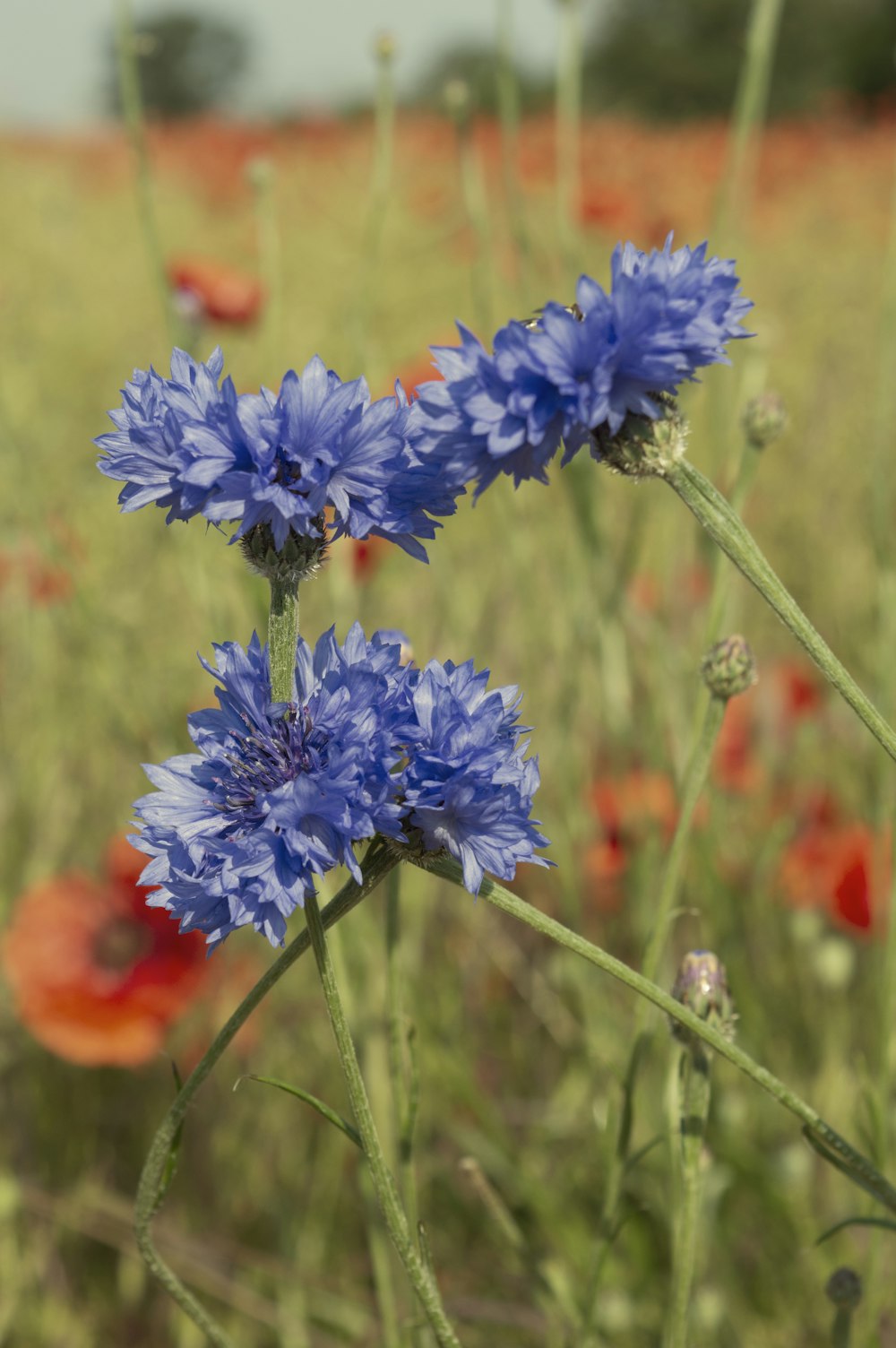 a field full of blue flowers in the middle of the day