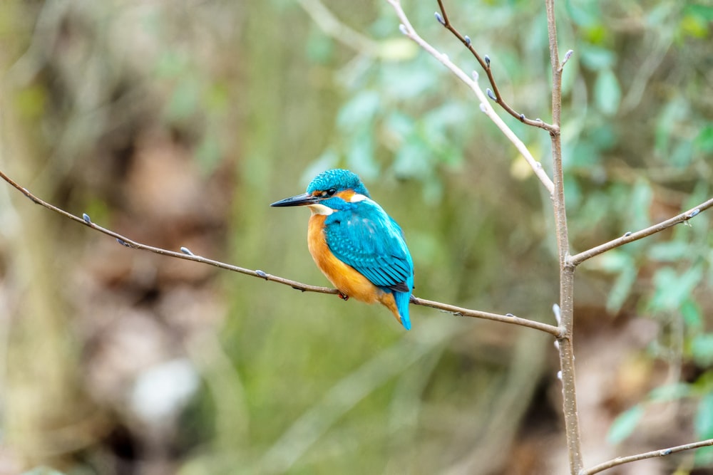 um pequeno pássaro azul e laranja sentado em um galho de árvore