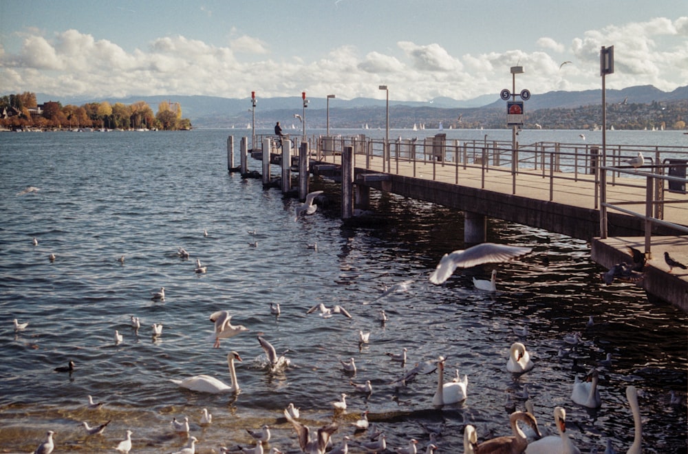 a bunch of birds that are standing in the water