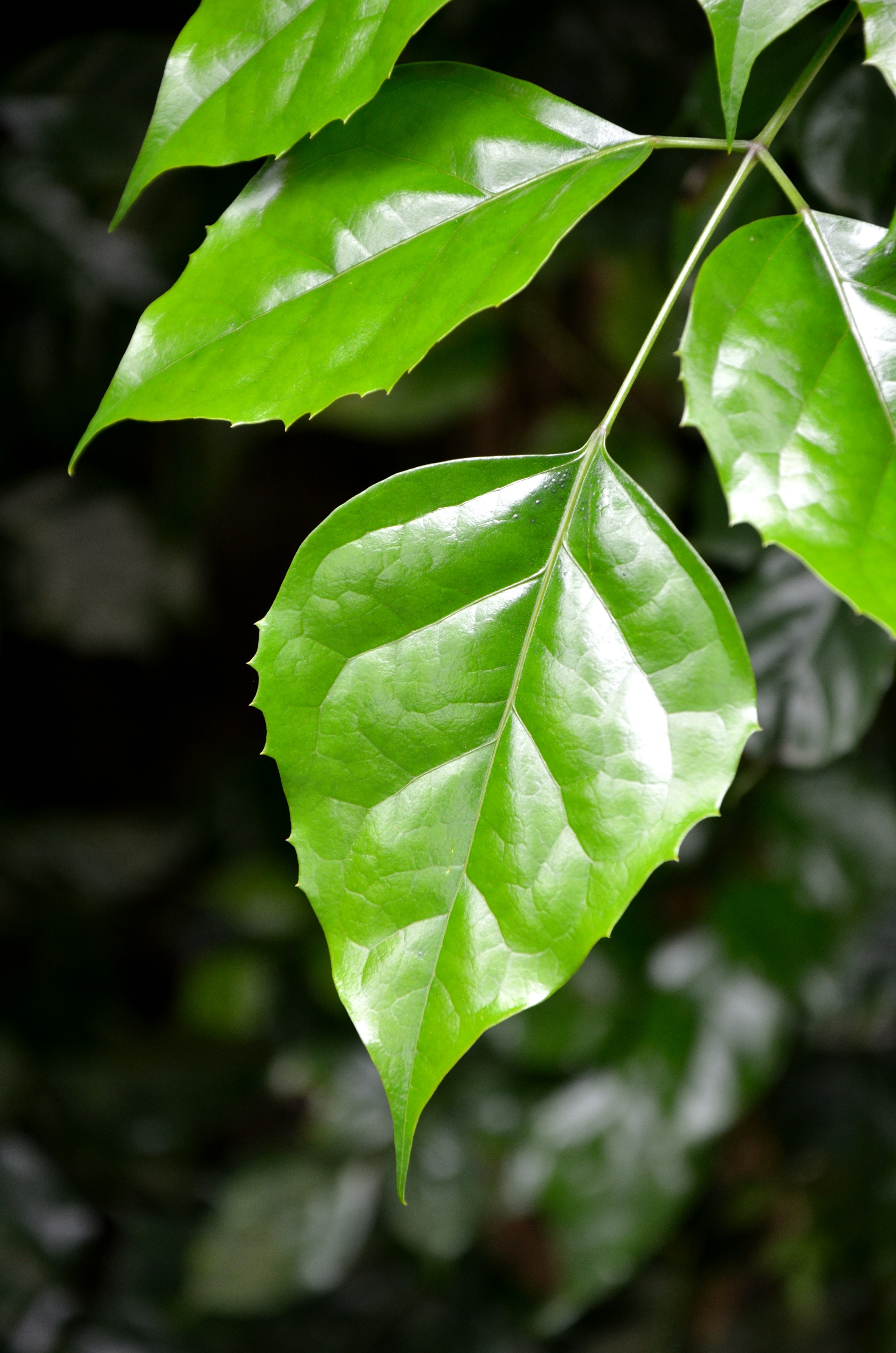 Photo by charleschina