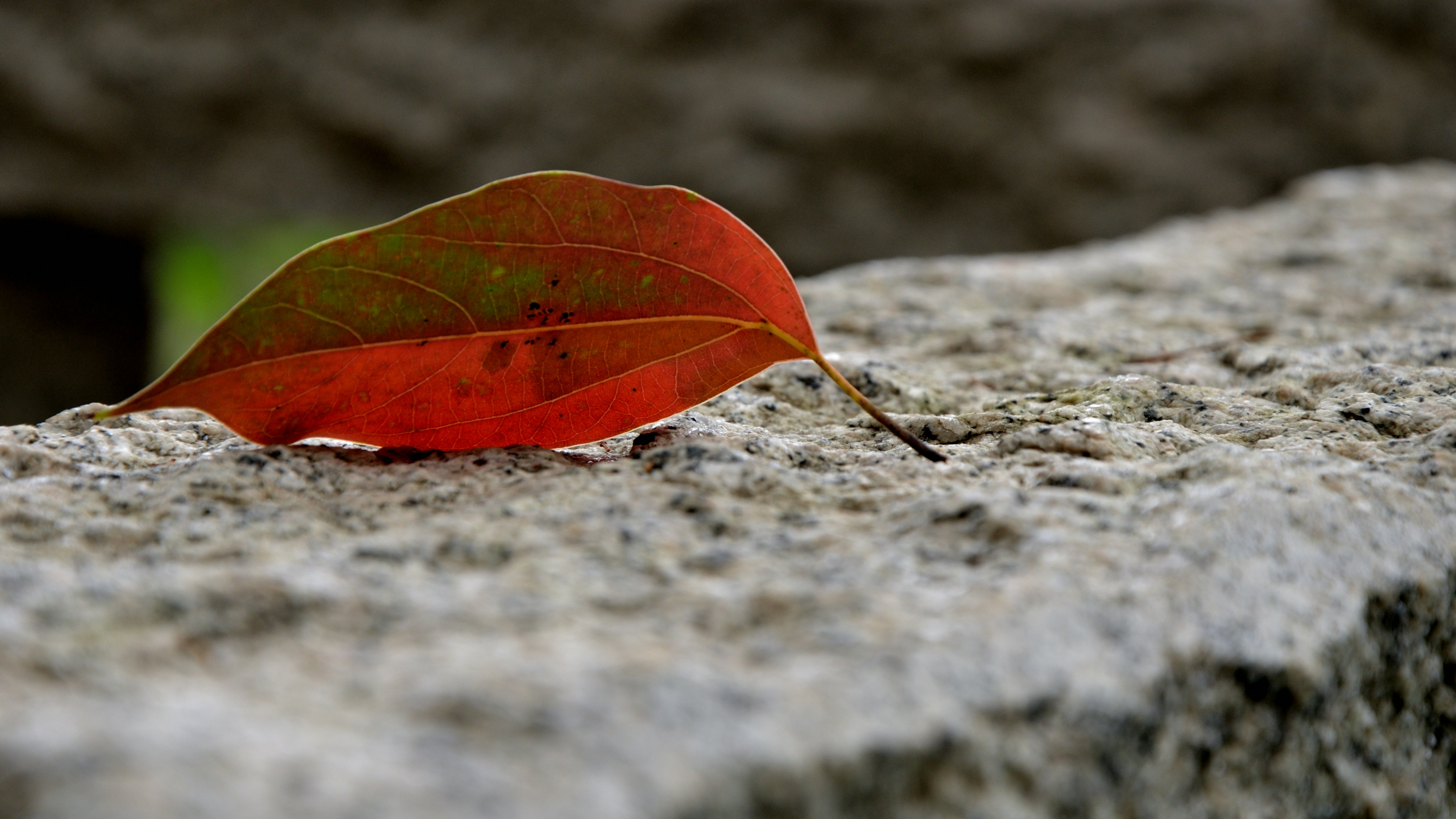 Photo by charleschina