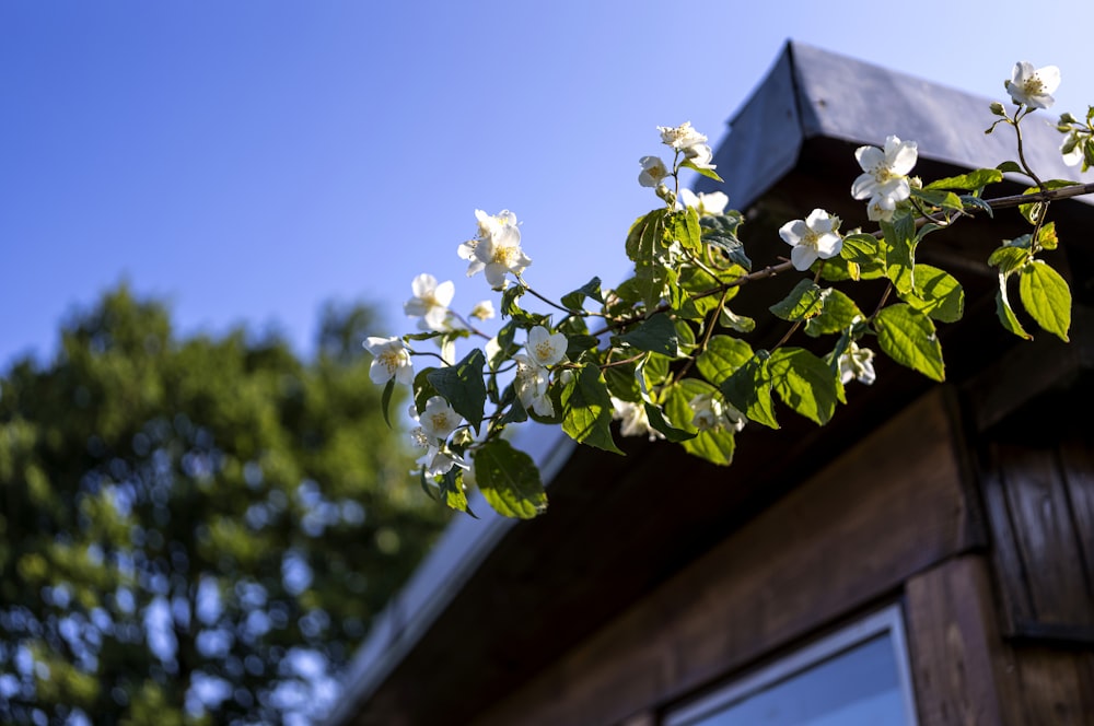 a branch of a tree with white flowers