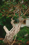 Close-up of a delicate bonsai tree with twisted branches.