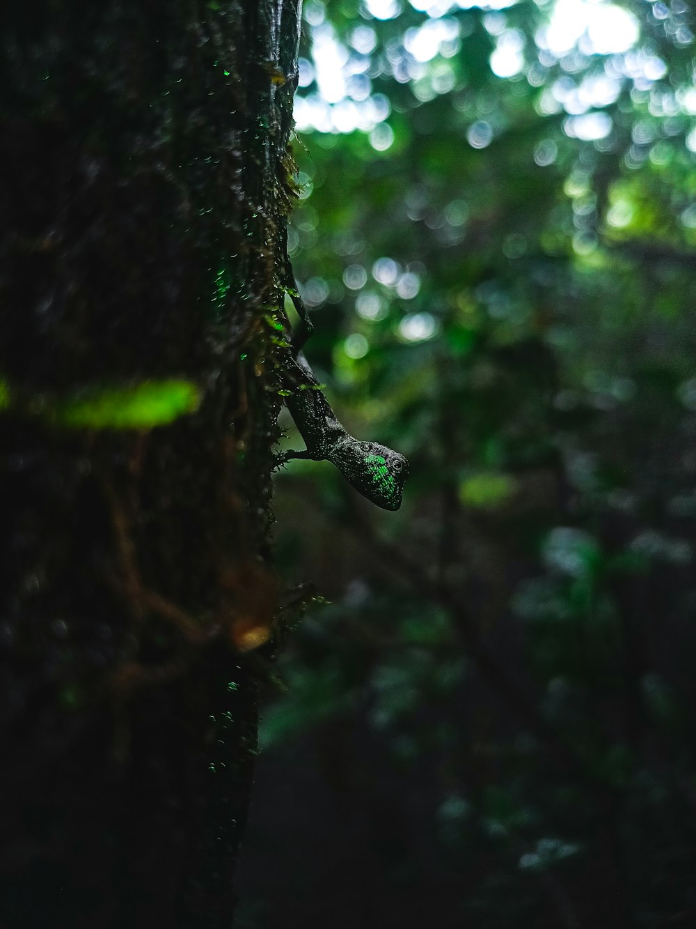 a snake crawling on the side of a tree