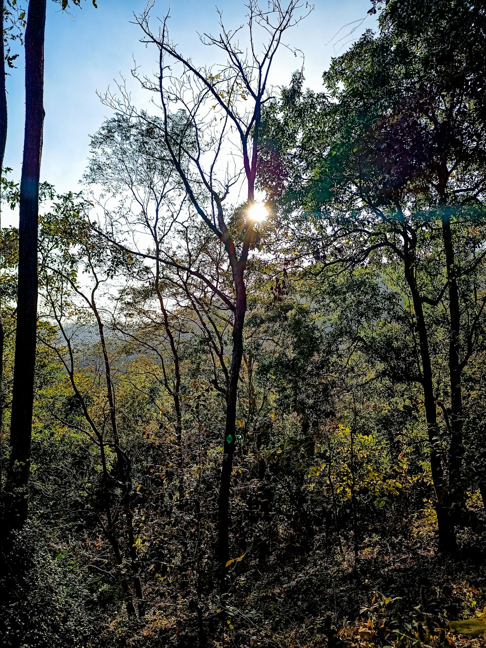 the sun shines through the trees in the forest