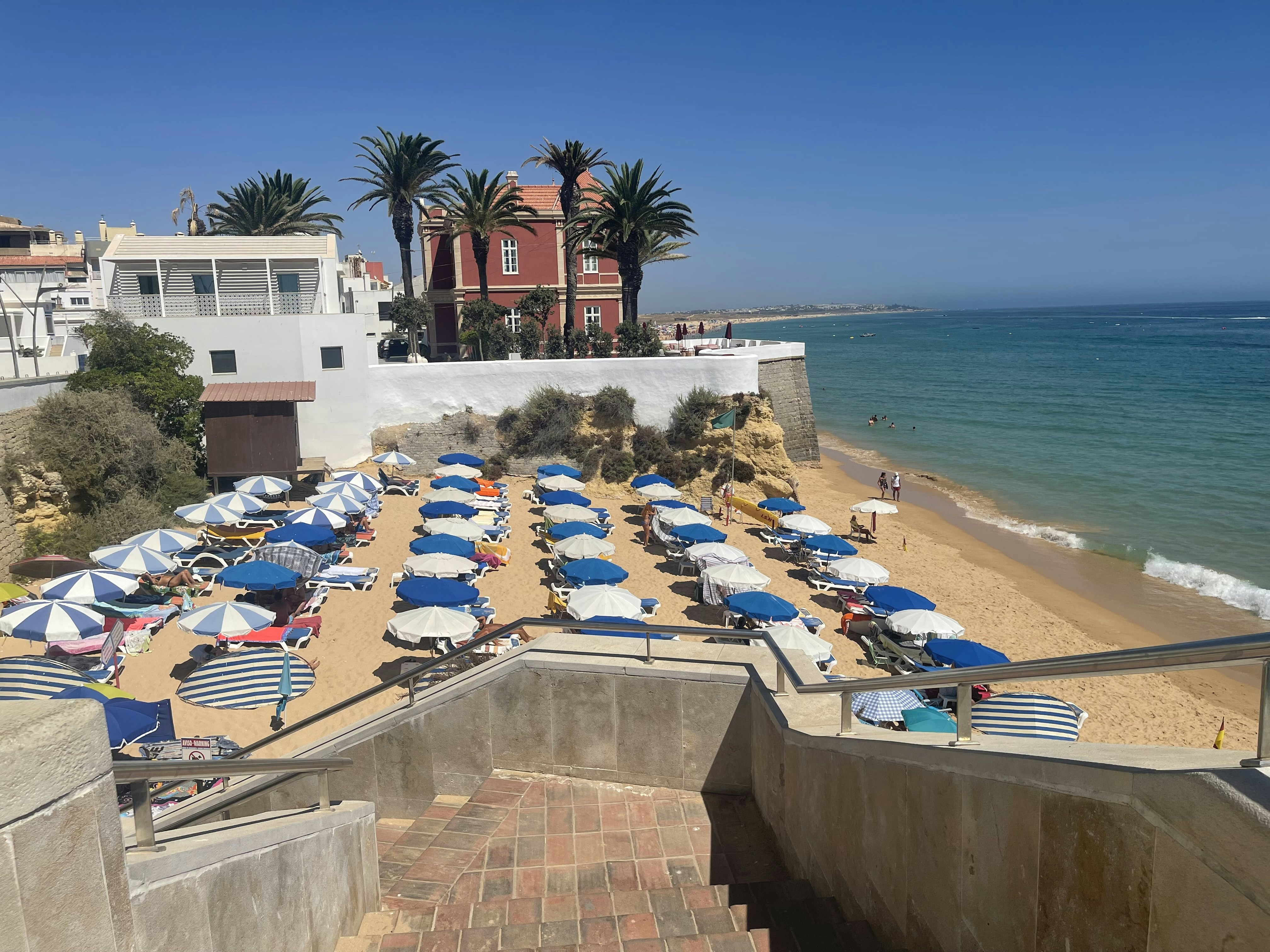 Gnarly argan tree in the Essaouira countryside under a blue sky