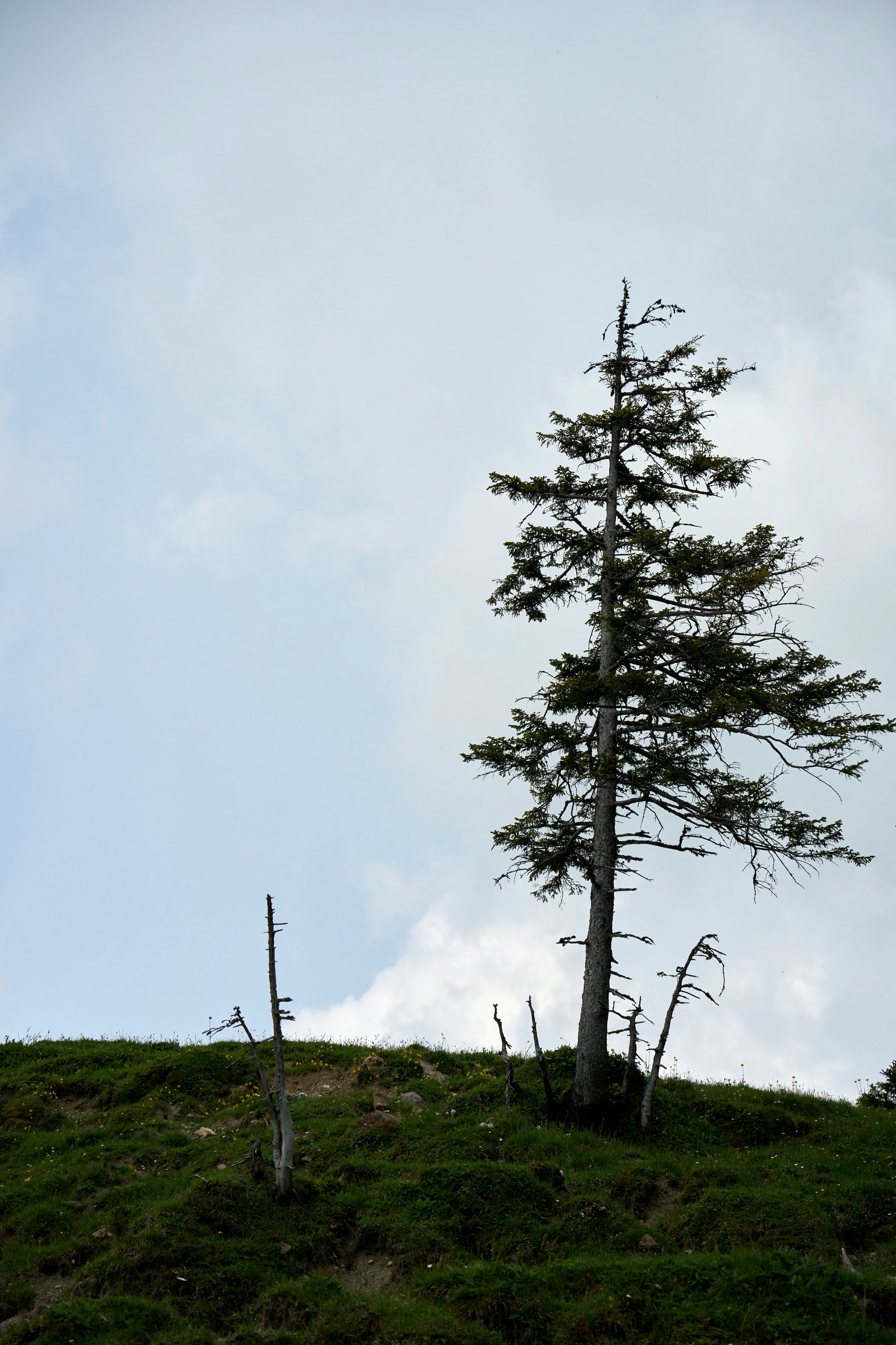 Photo by wolfgang_hasselmann