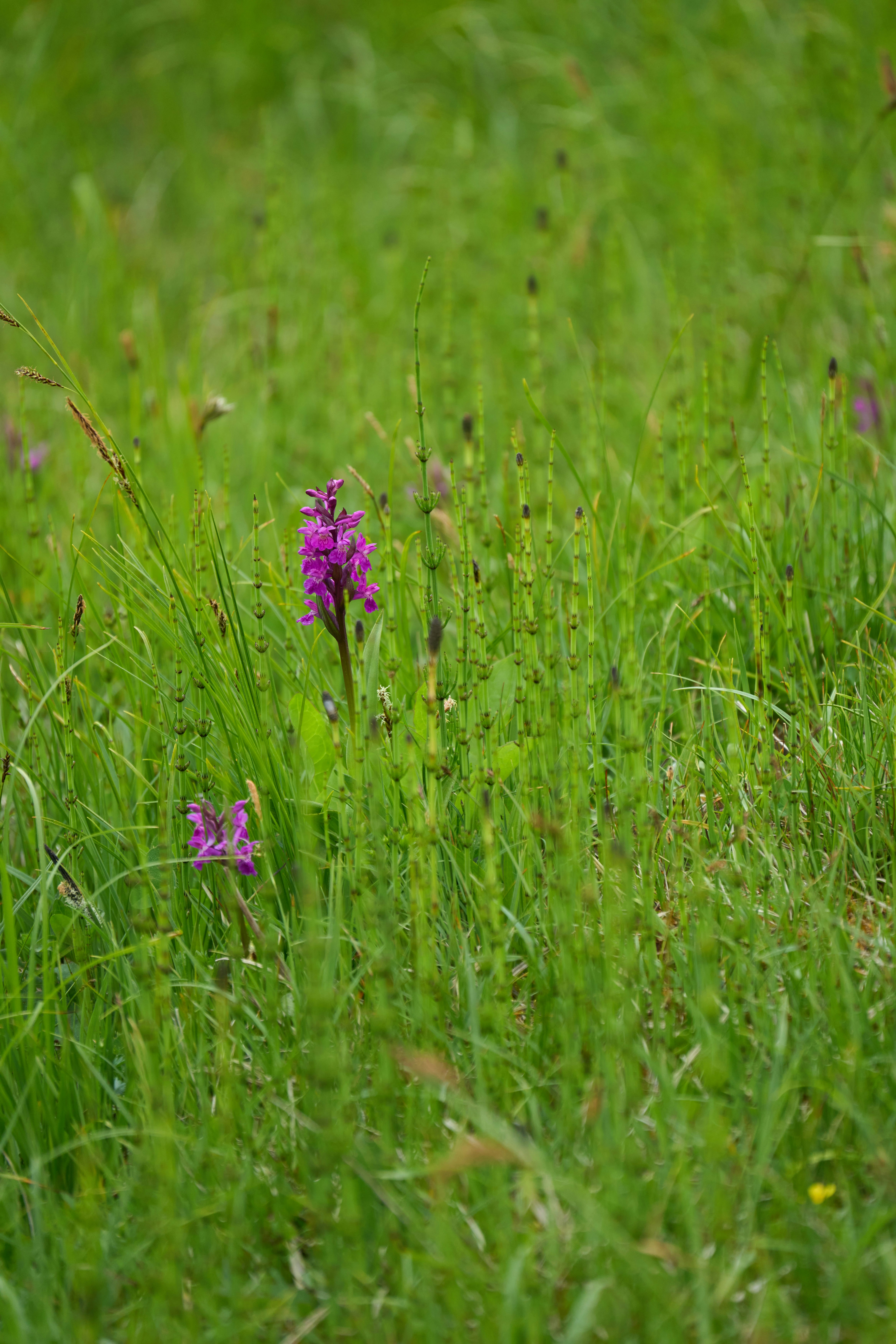 Photo by wolfgang_hasselmann