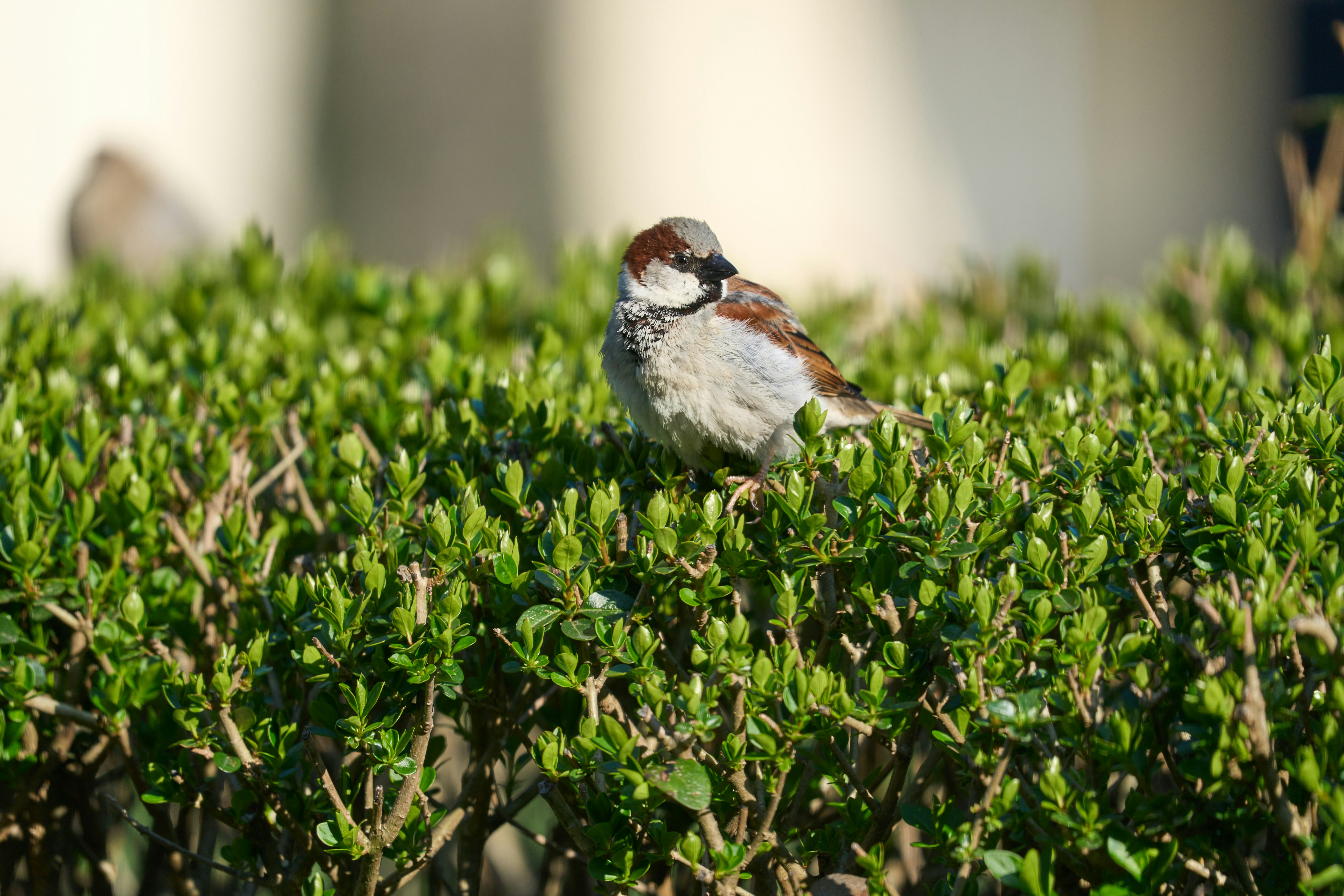 Photo by wolfgang_hasselmann