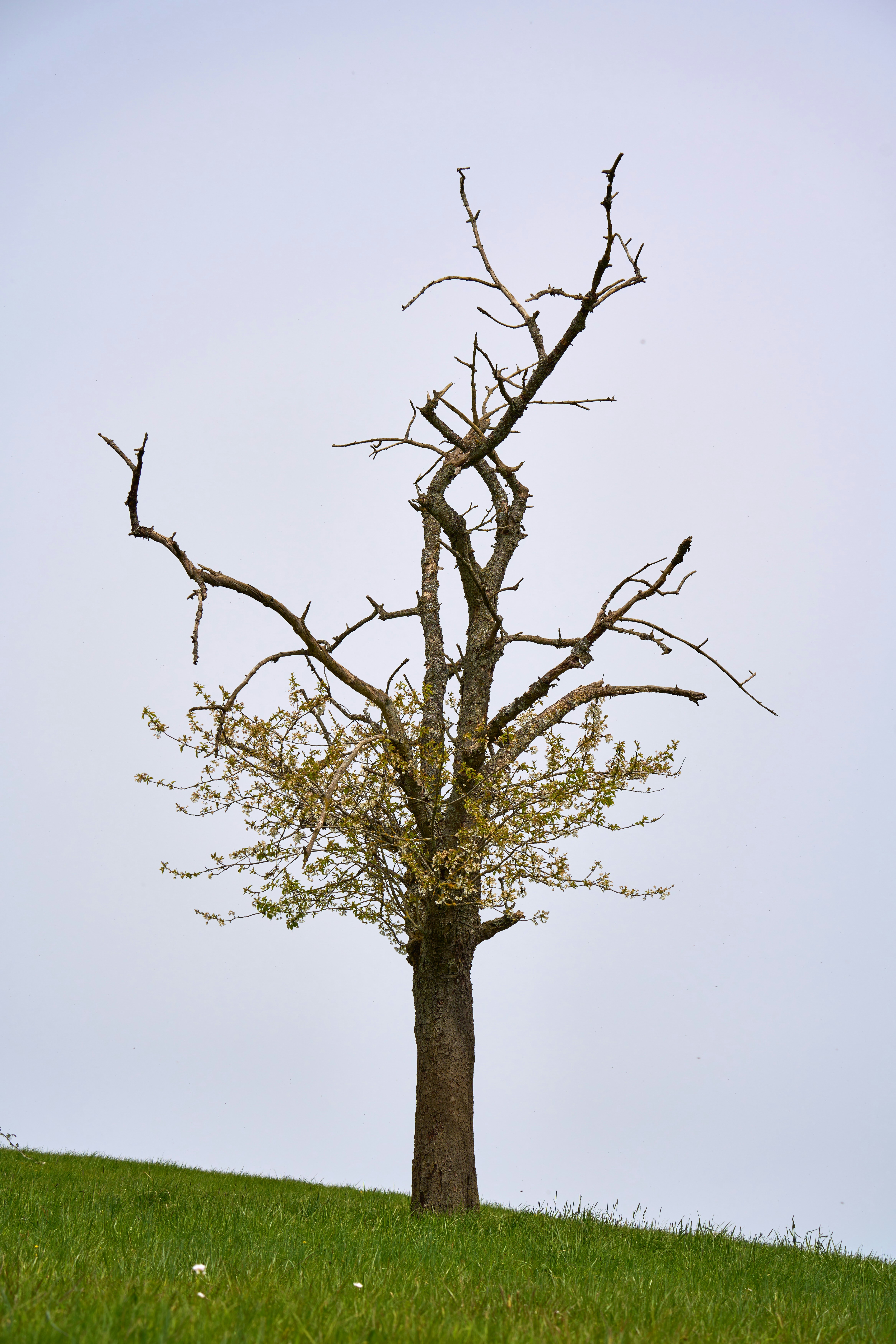 Photo by wolfgang_hasselmann