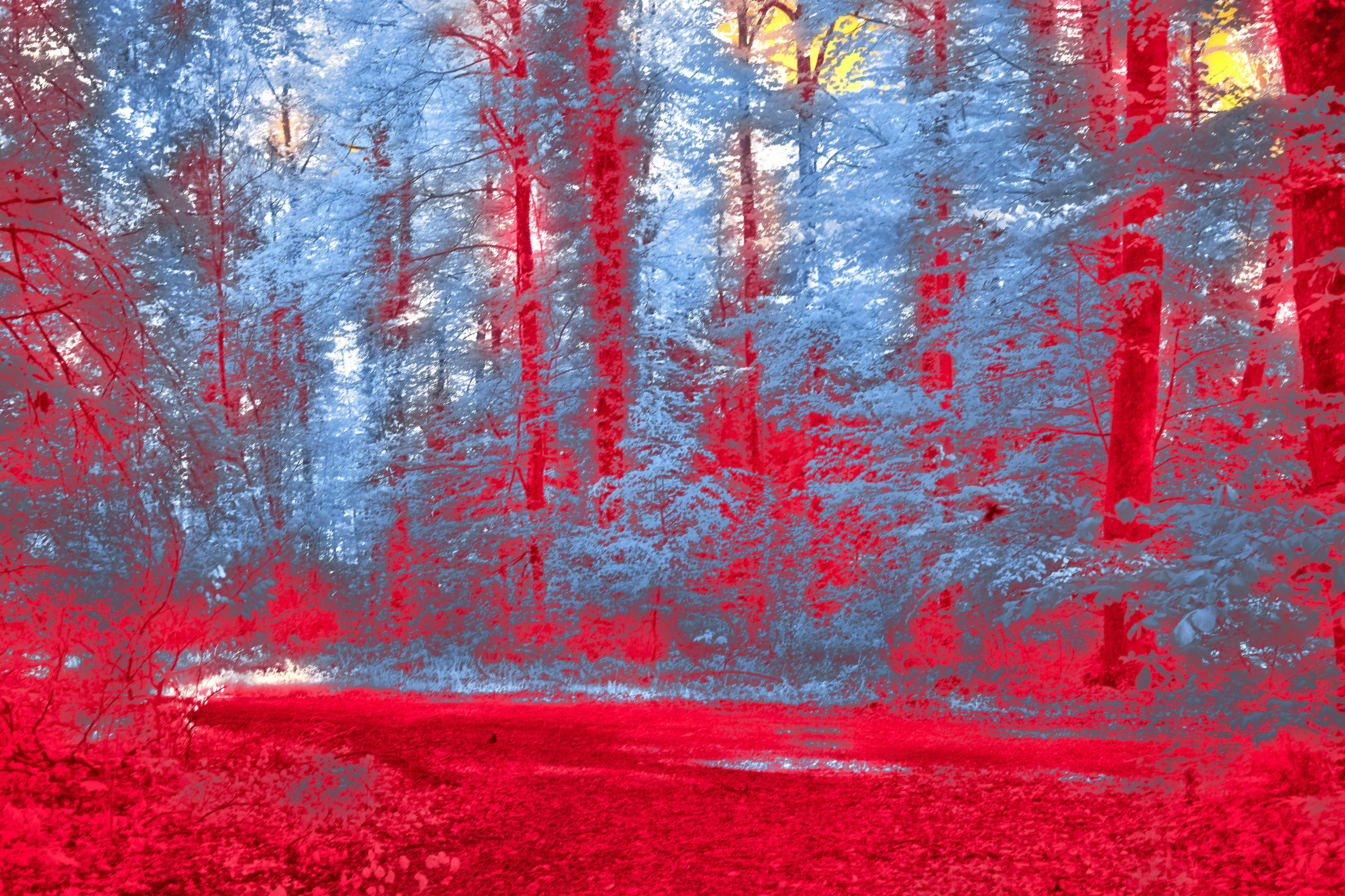 Photo by wolfgang_hasselmann