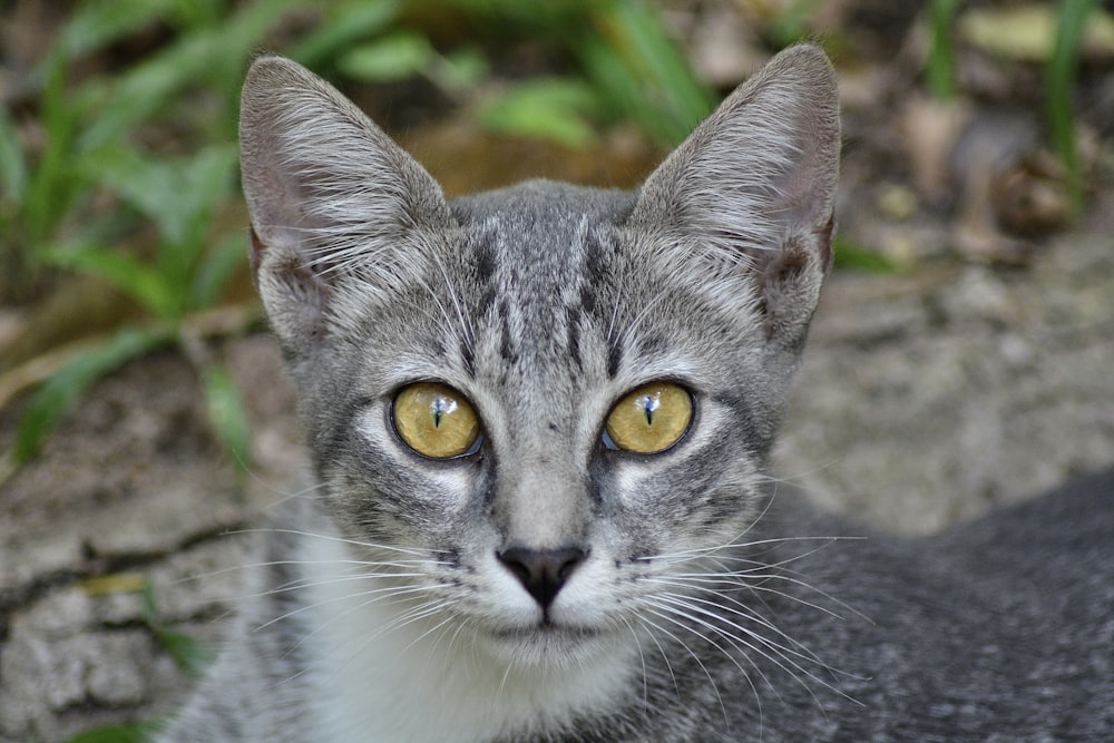 a close up of a cat with yellow eyes