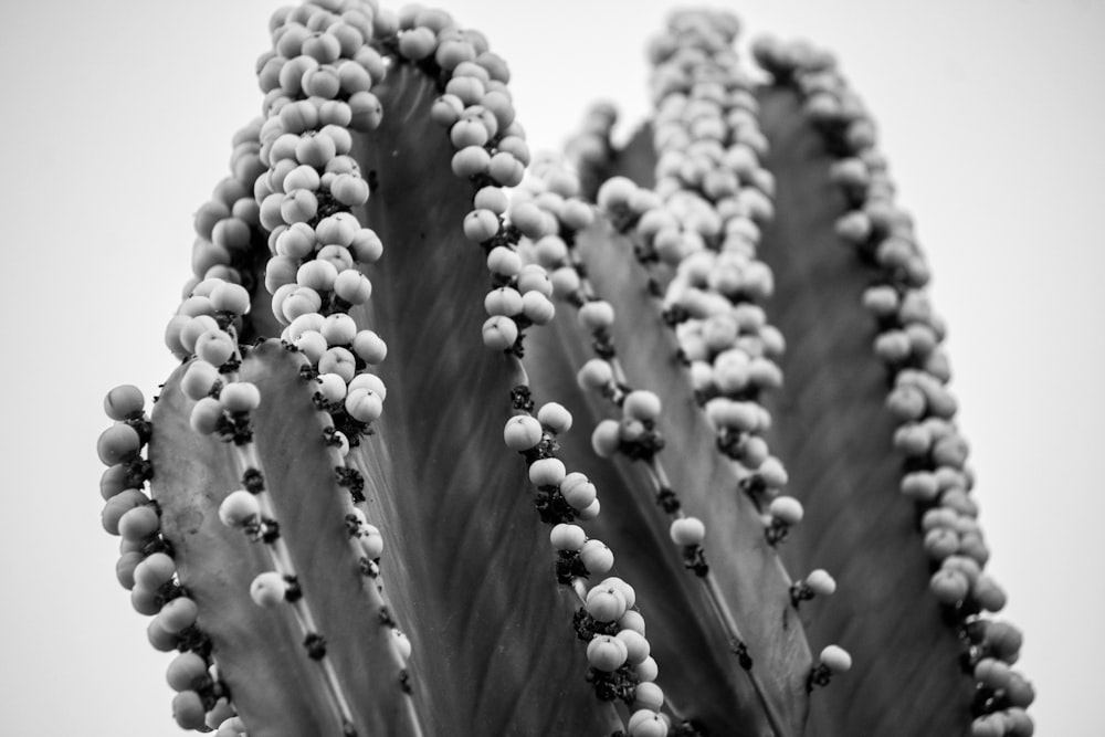 Una foto in bianco e nero di una pianta di cactus